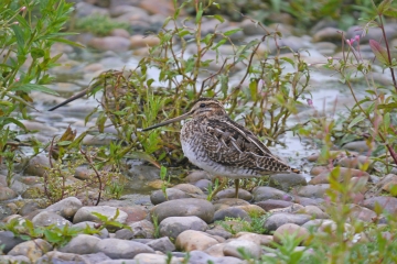 Return passage birds increasing